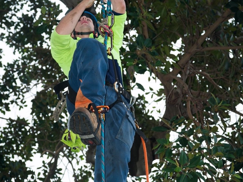 Qualified arborist working in a mature tree during a risk assessment in Wiltshire