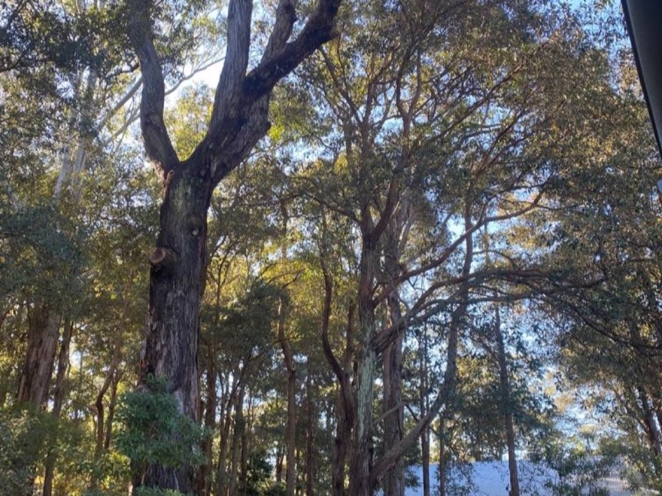 Mature trees in Wiltshire parkland with a property visible in the background